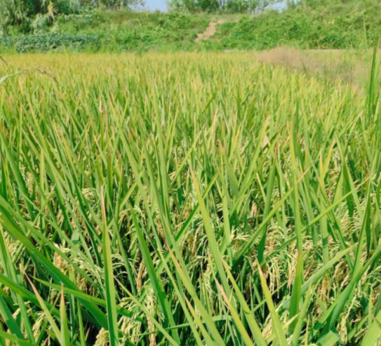 1667294863765992.jpg 20221025-1-4-6.jpg